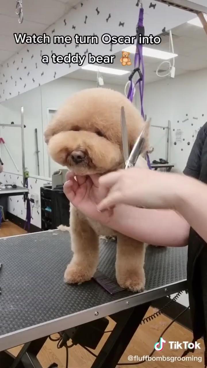 Grooming a dog into a teddy bear; dog repair hair