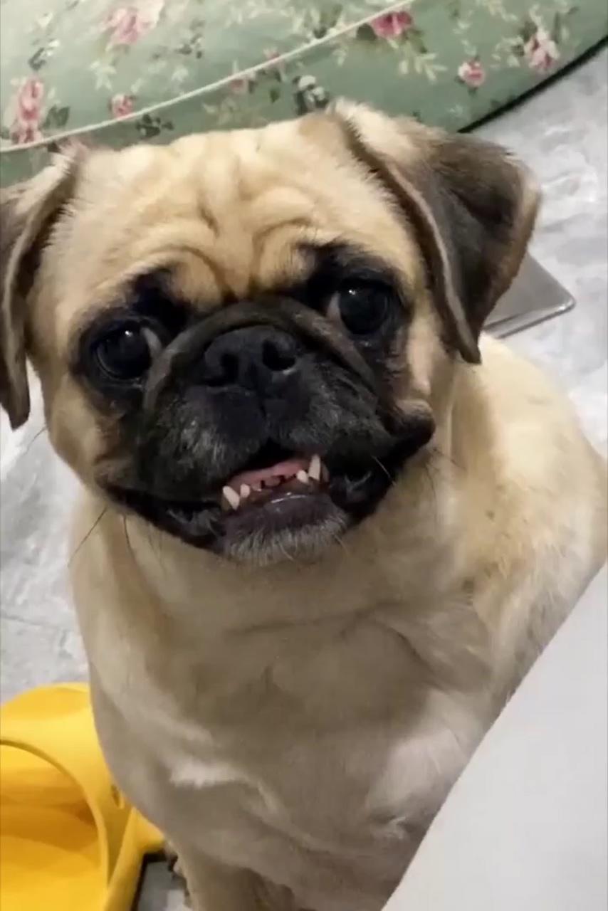 Ha ha ha what a face showing this pug | how to train your pug sit, stay, lay down, come, and more