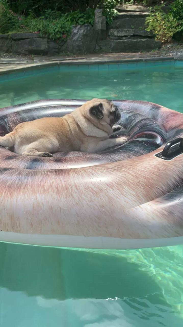 Halleypug drifting on pug pool float | " bunnies or  frenchies "