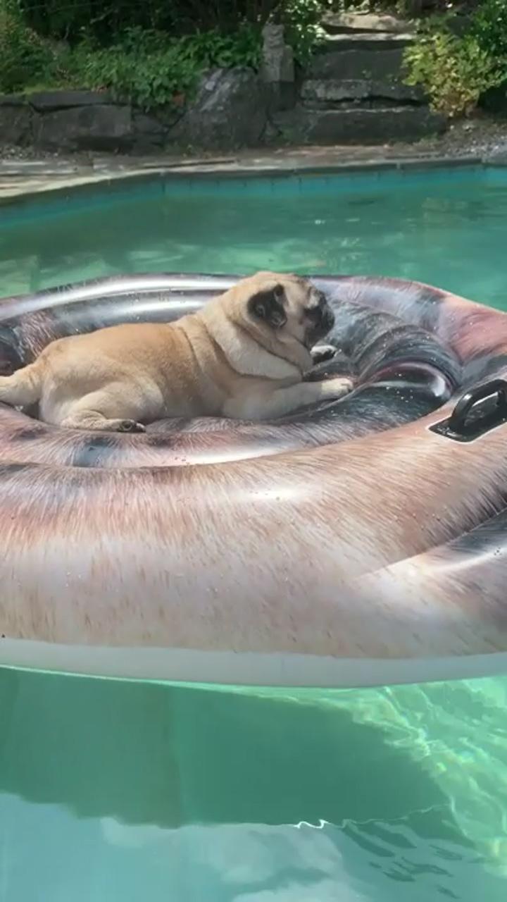 Halleypug drifting on pug pool float, pug heaven, pug videos | cute little animals