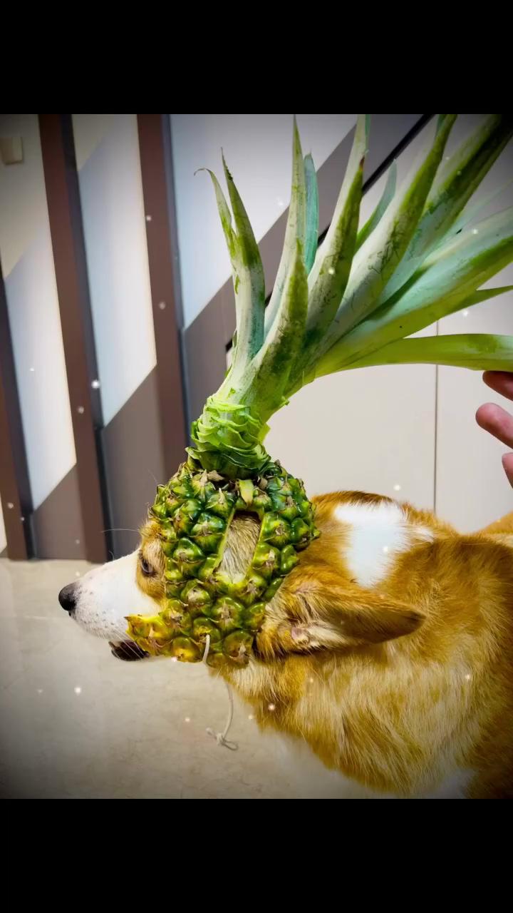 Handmade pineapple helmet | cute corgi puppy 