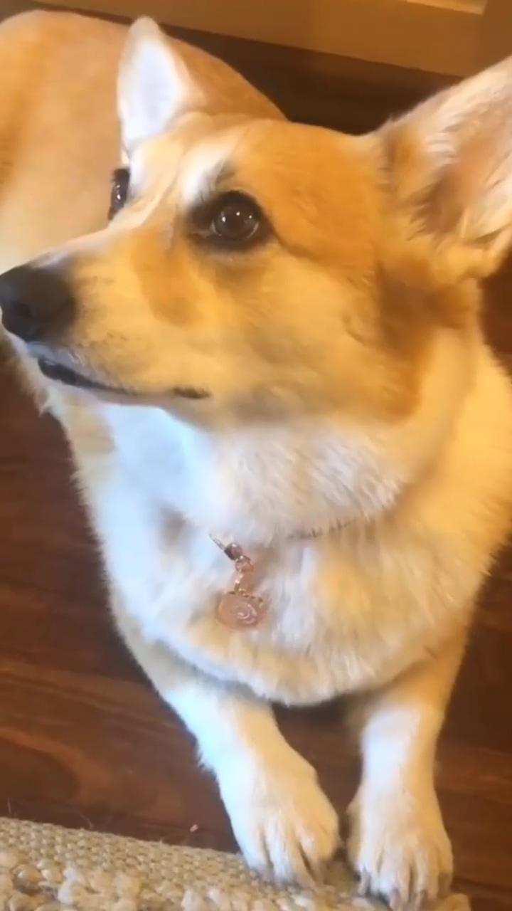 Hangry maple is very upset that she didn't get a second piece of bread. and morty did.  #corgil; super corgi tag someone who loves to see this