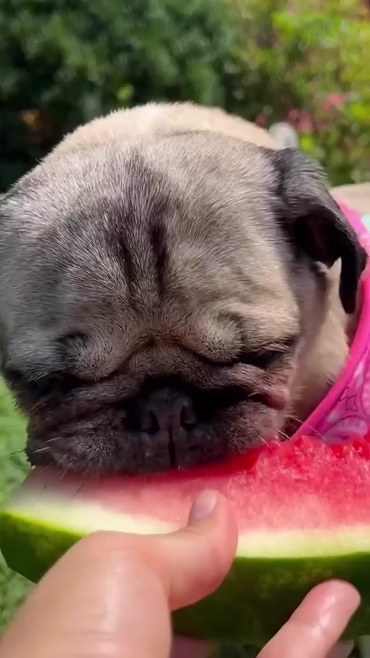 Happy national watermelon day enjoy these chomps from a baby #squishy #pugs #watermelon | adorable pug on swimming pool #foryoupage #happy #love #pug #viral #domingo #sunday #