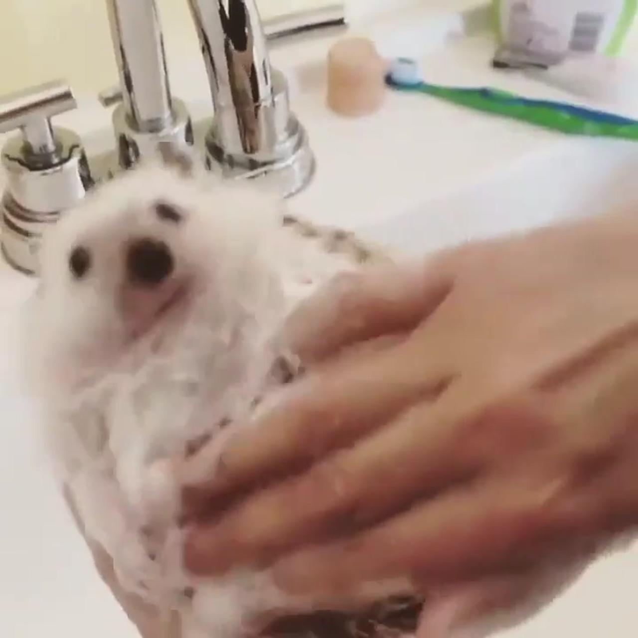 Hedgehog being washed | too hungry