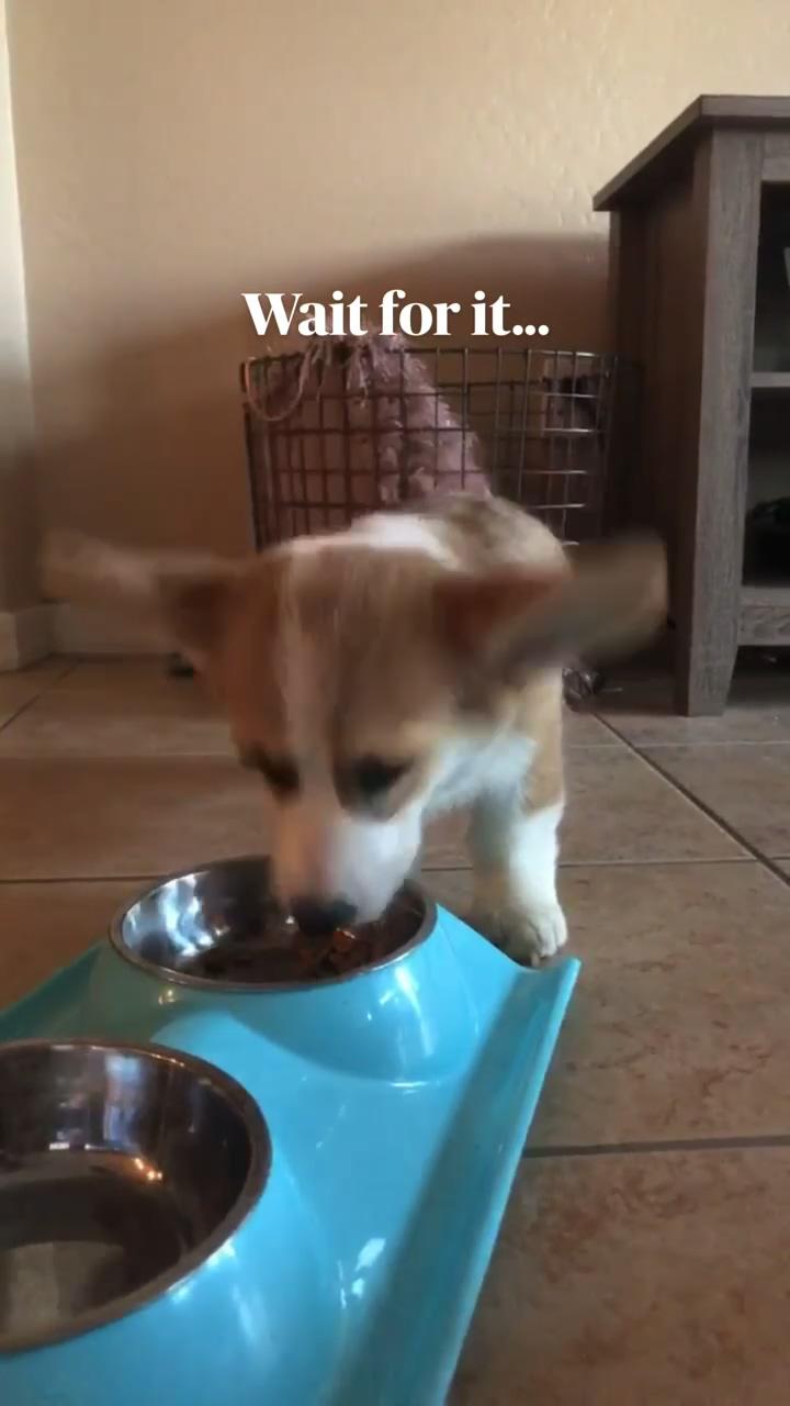 Here's your daily happiness boost- cute corgi howls; corgi being cute
