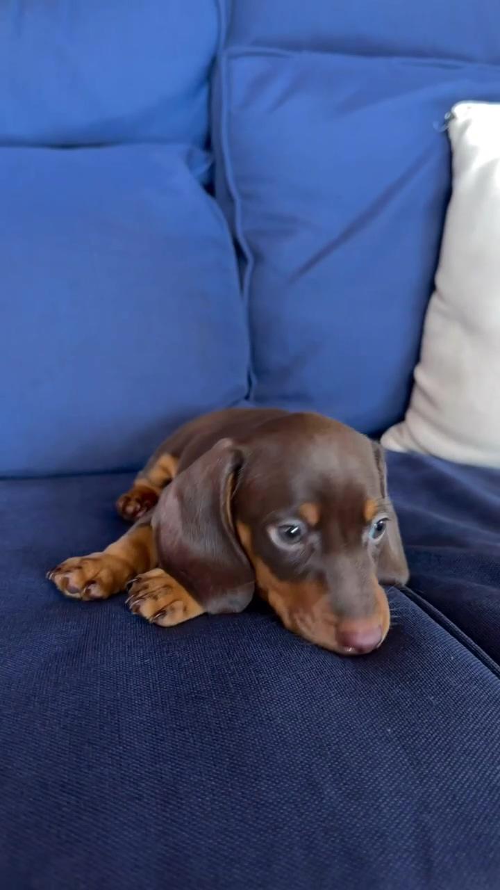 Hi i am peaunt and i am lazy i am just like my dad i am 8 weeks young ; dachshund videos