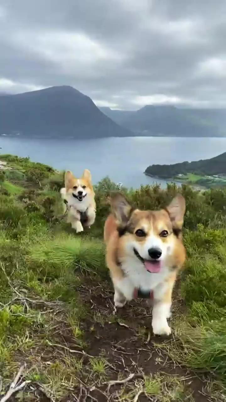 Hiking corgis  feats corgilouie via ig; adorable dachshund puppy zooms and plays with mom - cutest wiener dog moments 