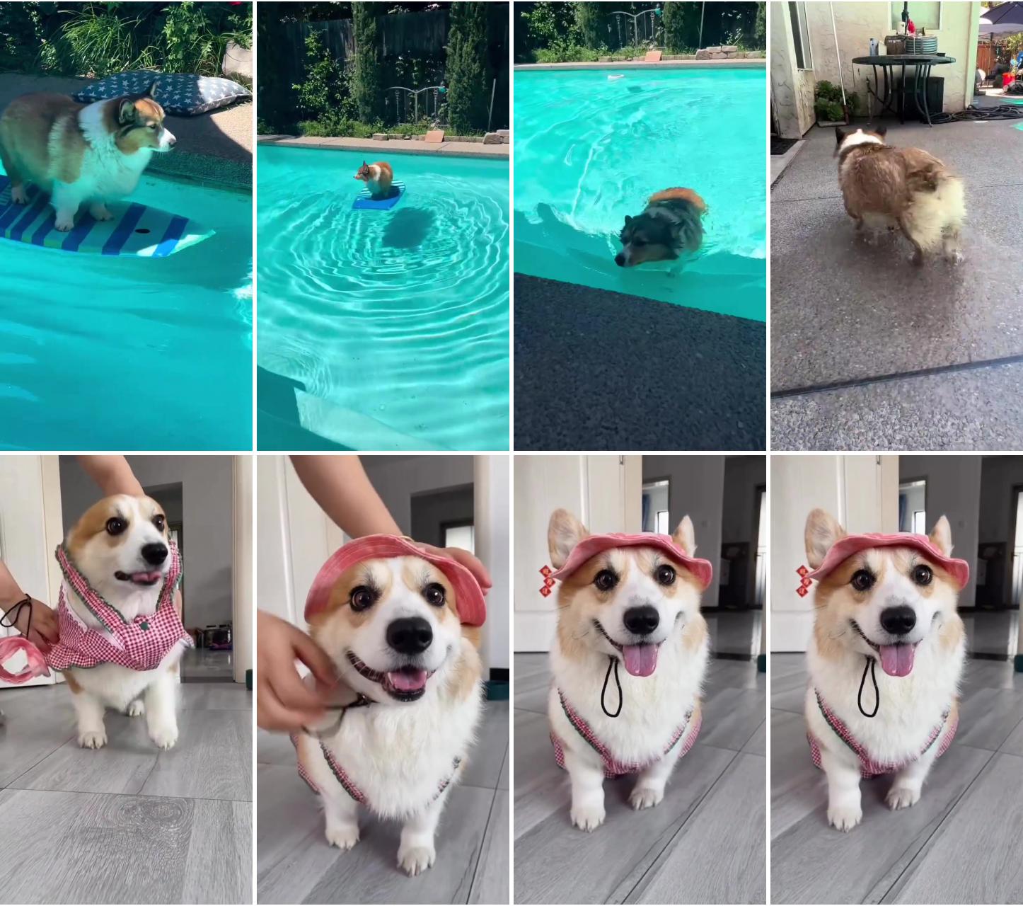  hilarious corgi dog takes a splash in the pool: adorable swimming moments of this cute pup ;  adorable corgi puppy in cute dog clothes, funny and cute moments, pinterest video pin 