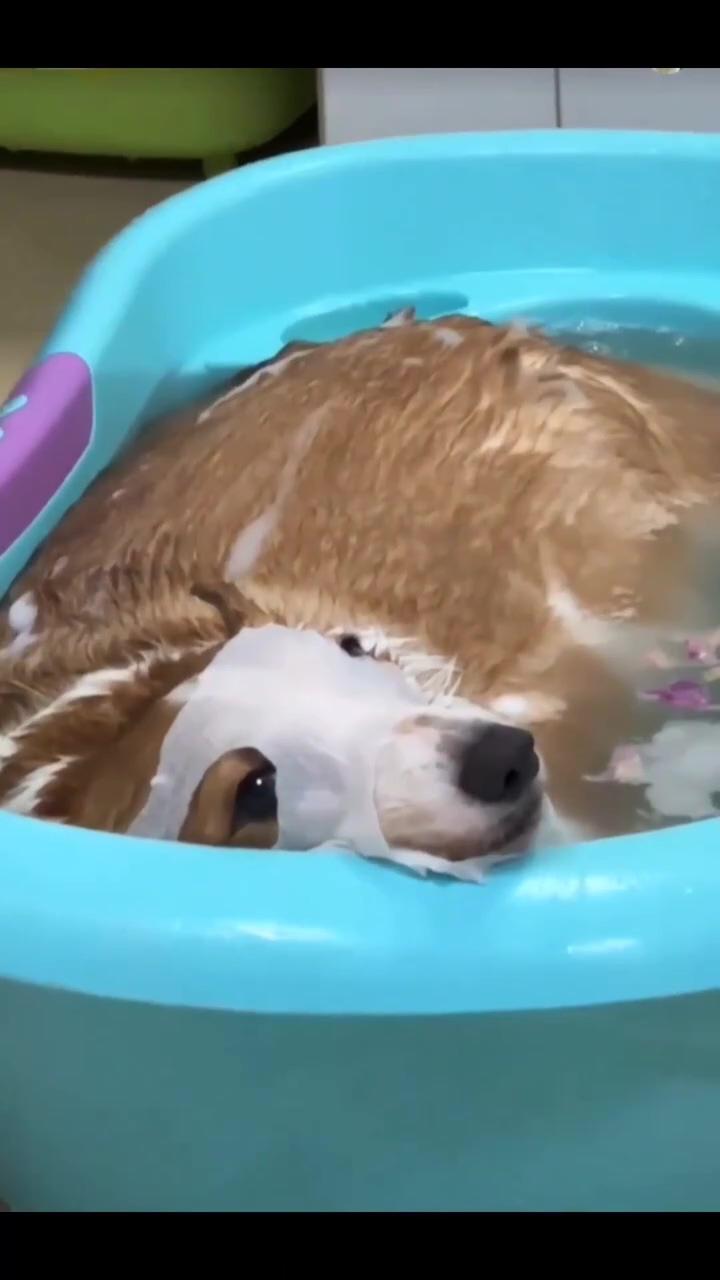  hilariously cute corgi puppy's spa day bath time - funny and adorable dog moments ; siblings check