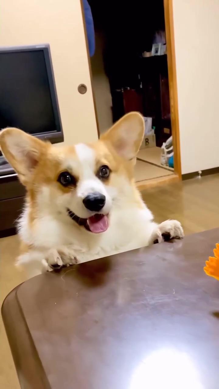 Hilariously funny corgi playtime: adorable dog enjoying playful moments with favorite toy best corg | cuteness overload: adorable corgi puppy brings toy to dad for playtime, heartwarming pet moments 