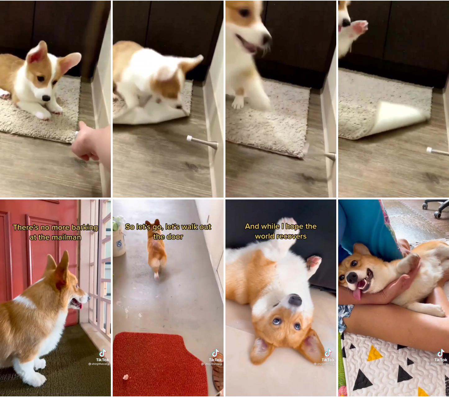 Hilariously funny corgi puppy playing with dog toy , adorable and entertaining moments ; corgi dogs