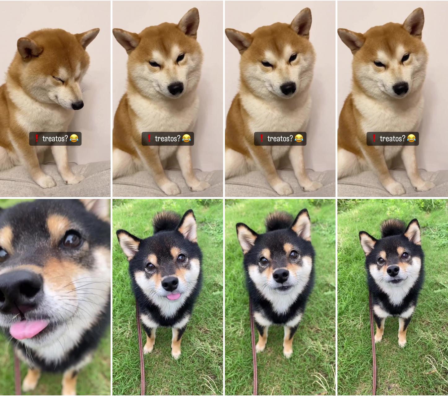 Hilariously funny: deeply sleeping shiba inu puppy gets startled - adorable moments of surprise ; charming shiba inu puppy's adorable camera encounter: cute sniffs and smiles 