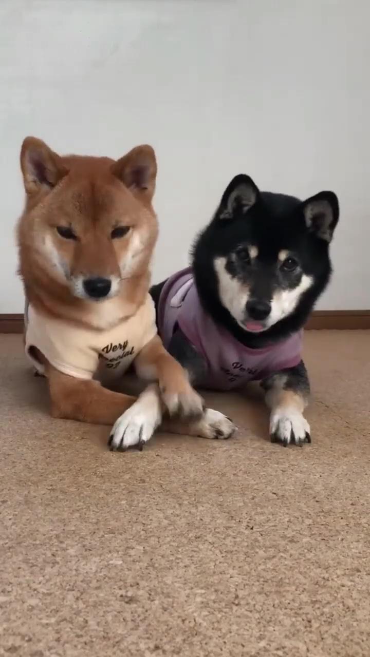  hilariously funny shiba inu puppies check each other's teeth  adorable puppy playtime; shiba inu training