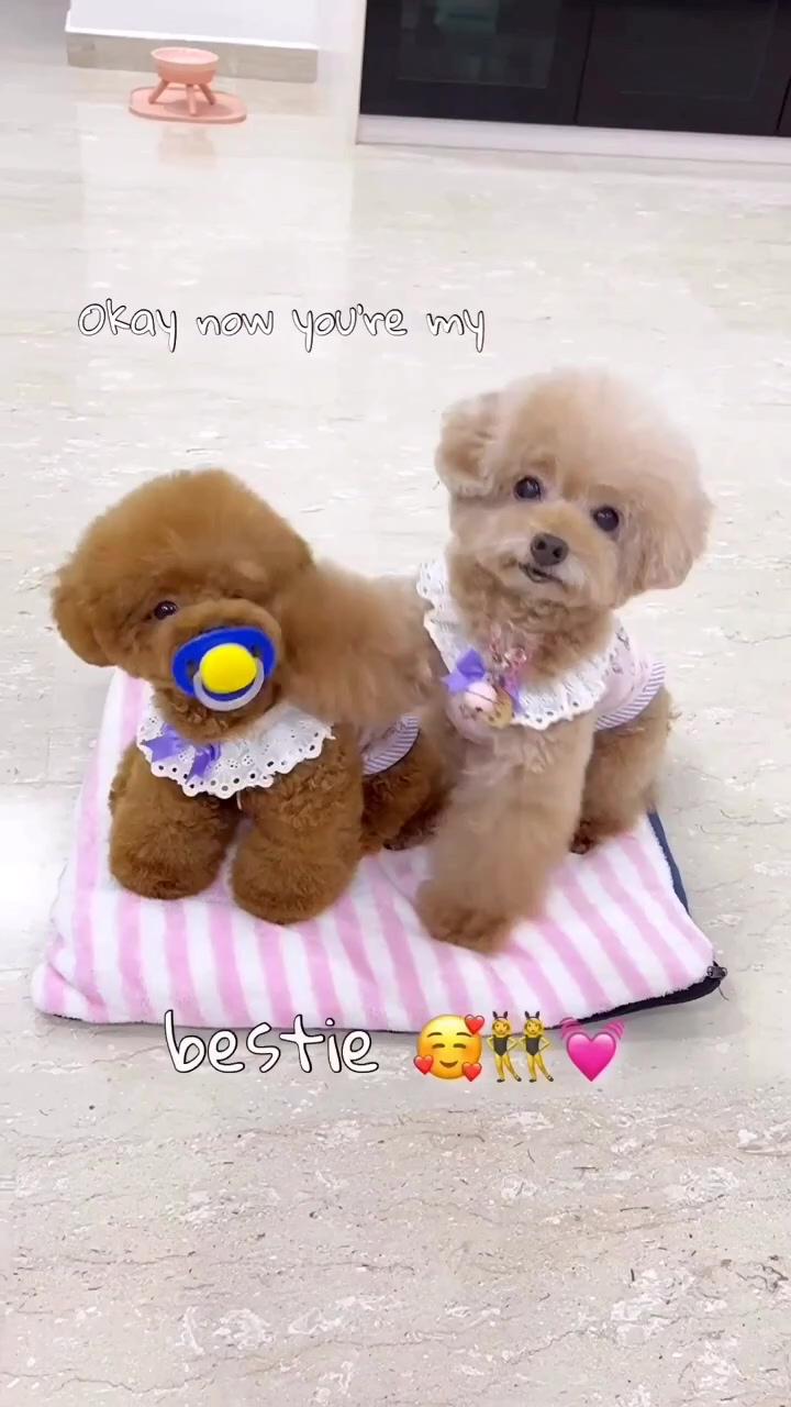 How beautiful is this teddy bear parti poodle ; cute fluffy puppies