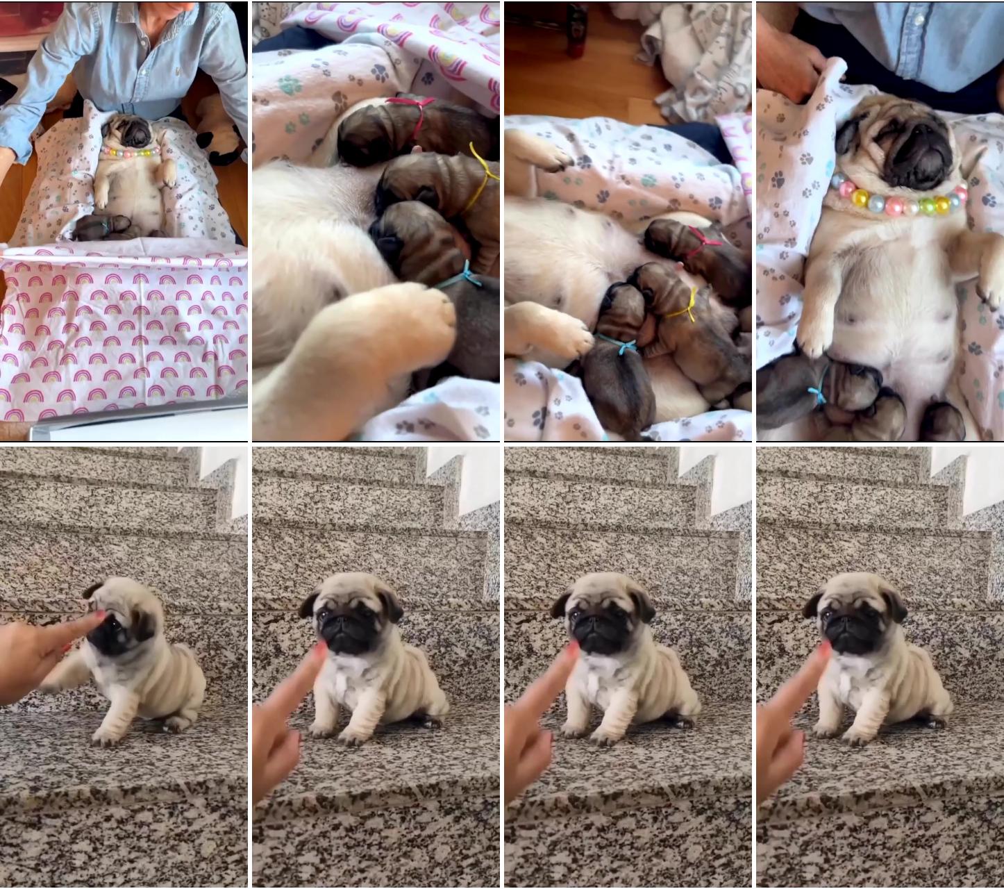 How cute of sleeping moments the cute pug  pug lover pug owner; who loves pugpug lovers#usa