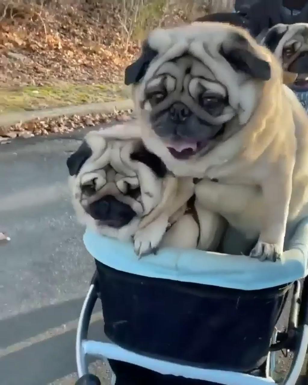 How cute of them do you wanna join me | pug gifs