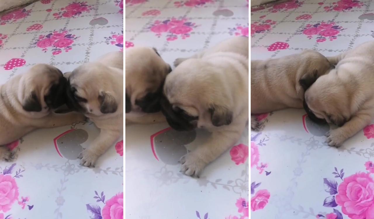 How much you give for cutest; cute pug puppies