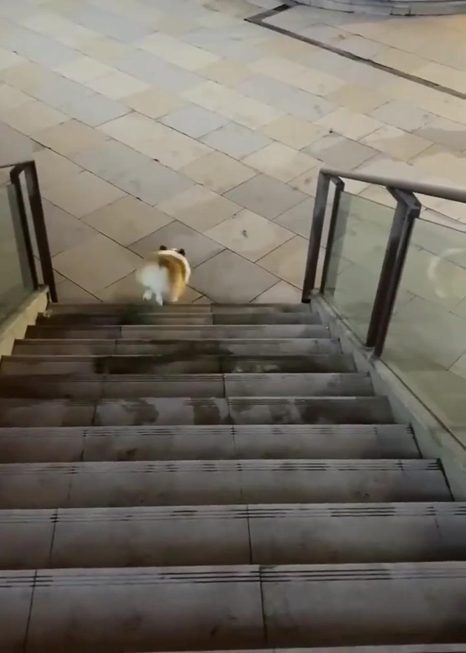 How the corgi down the stairs; cute corgi