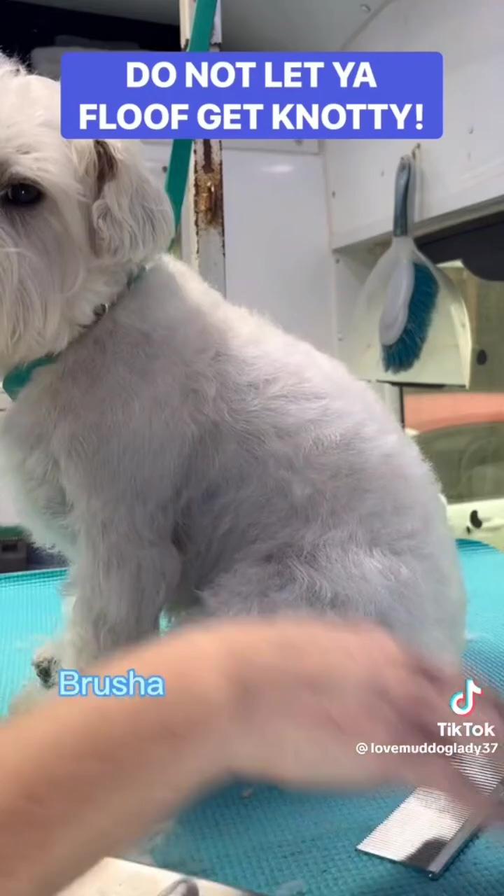 How to brush your dog correctly; maltese dogs grooming