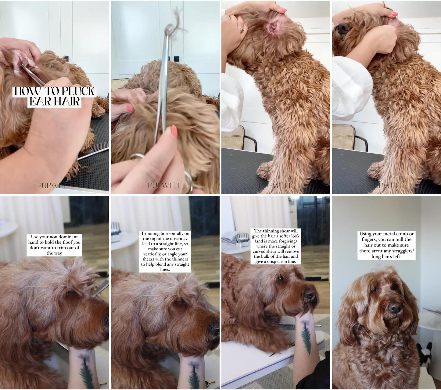 How to pluck dog ear hair; the first grooming company here for pupparents