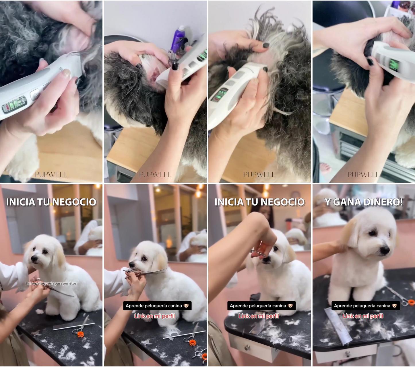 How to shave dog ear hair; dog grooming course - canine grooming