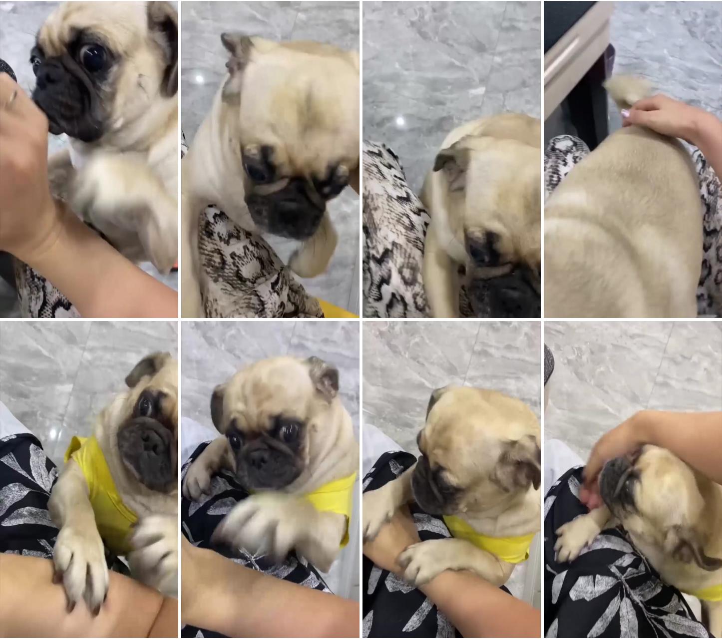 How to train your pug sit, stay, lay down, come, and more; are pugs jealous this is what to do