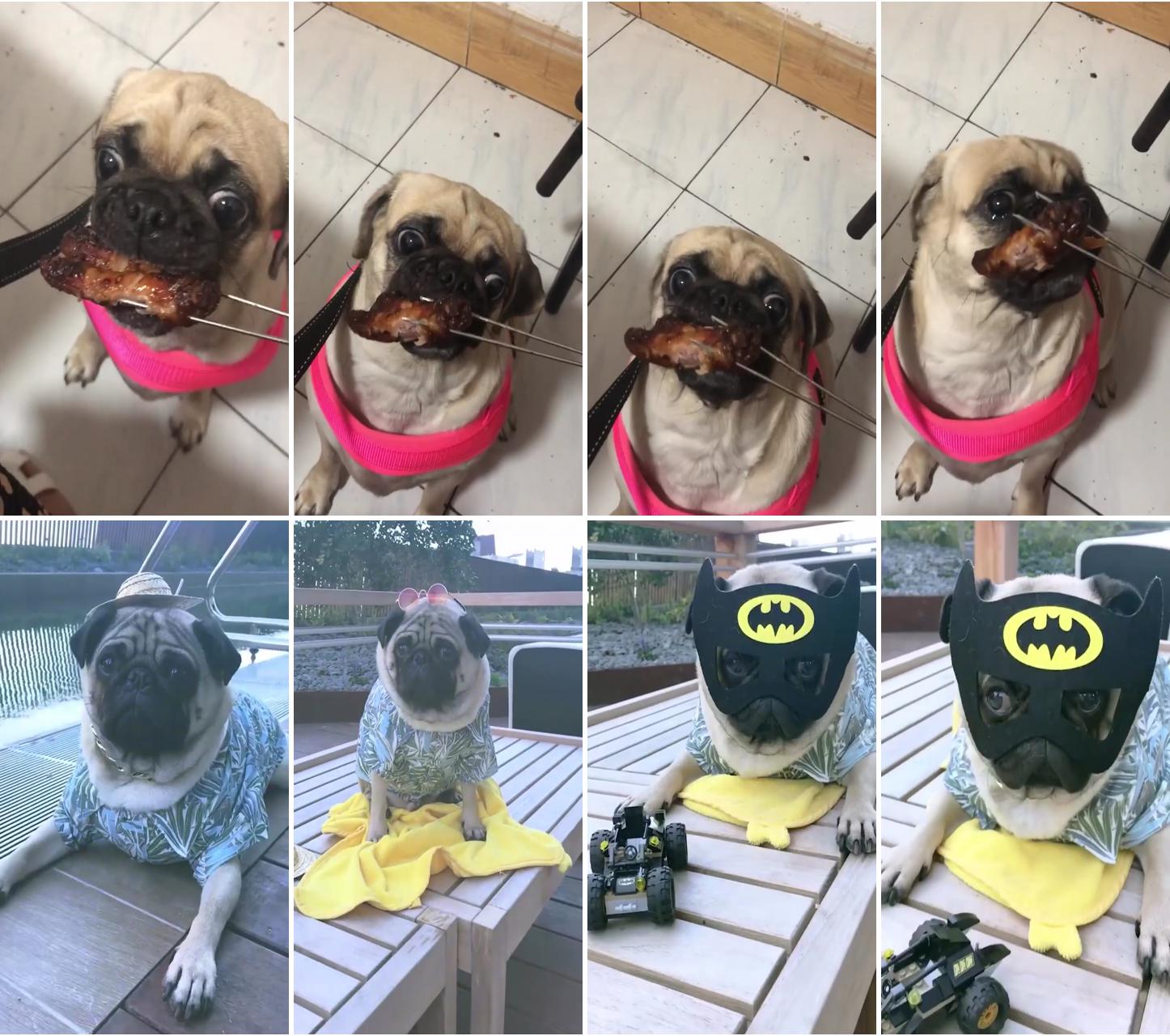 How to train your pug sit, stay, lay down, come, and more; how to travel with a pug can they fly