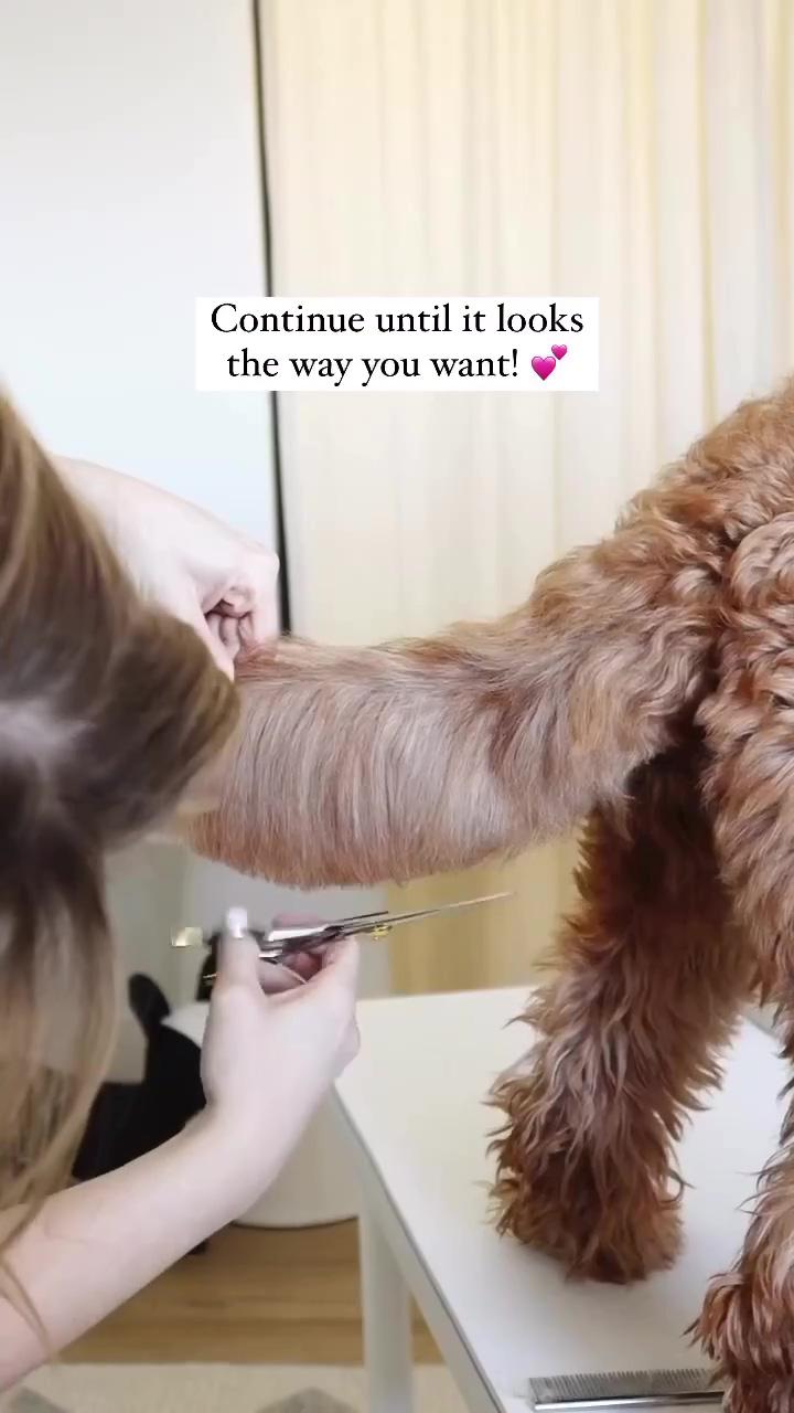 How to trim your dog's tail | a cute puppy transformation