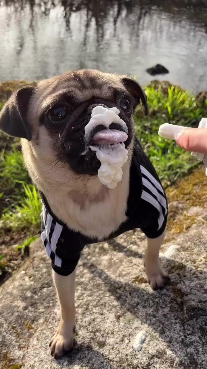I absolutely love spray cream sometimes from a cup, other times from a bowl, but what i like | cute pugs
