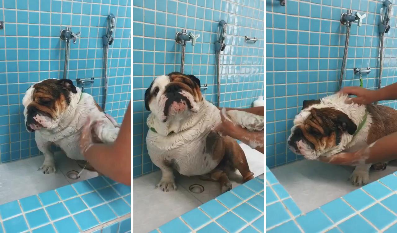 I love relaxing in the bath; cute bulldog puppies