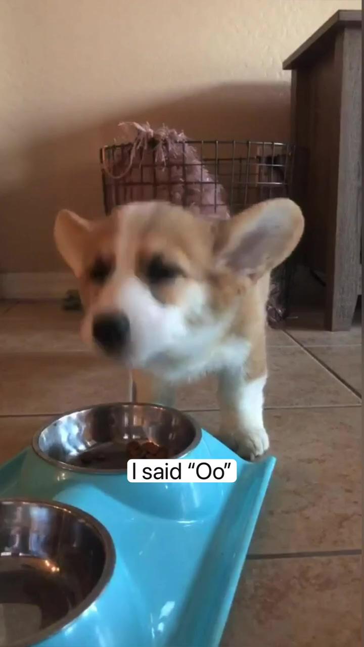 I said "oo", cute corgi puppy howls while eating; cute corgi and wet,wet