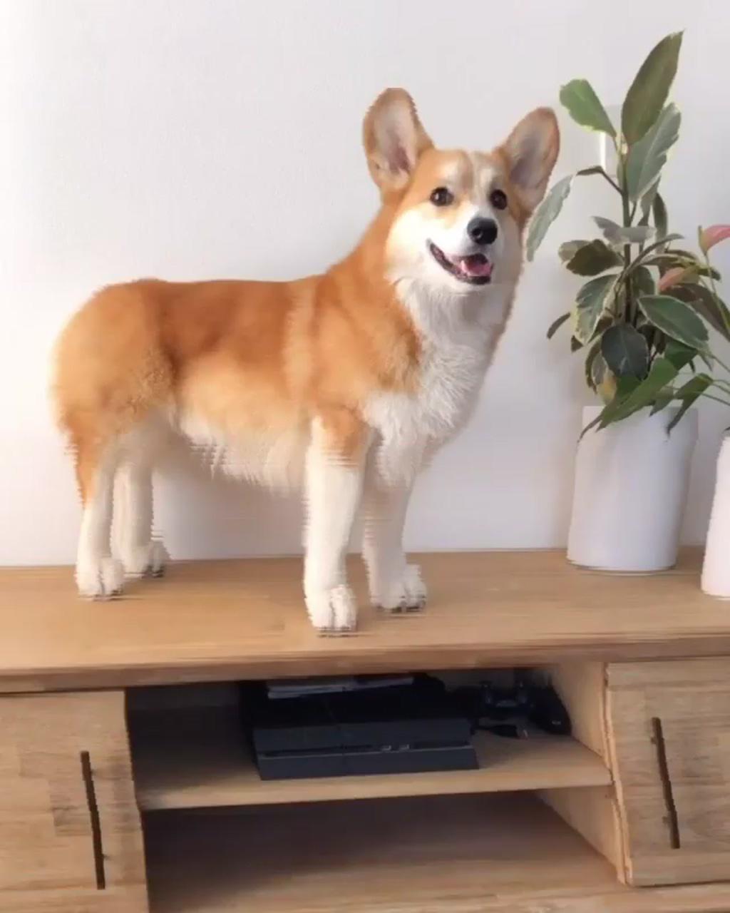 If corgis had normal legs  ; so adorable you have such and adorable dog