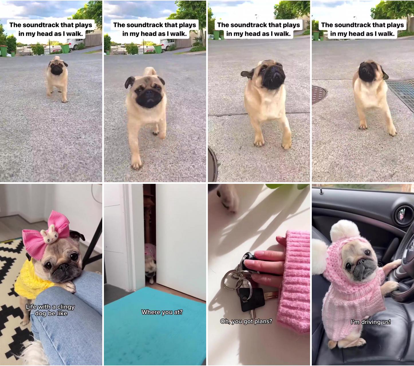 If you could spend a day inside a pugs head, you'd see how much fun it is  ; so cute