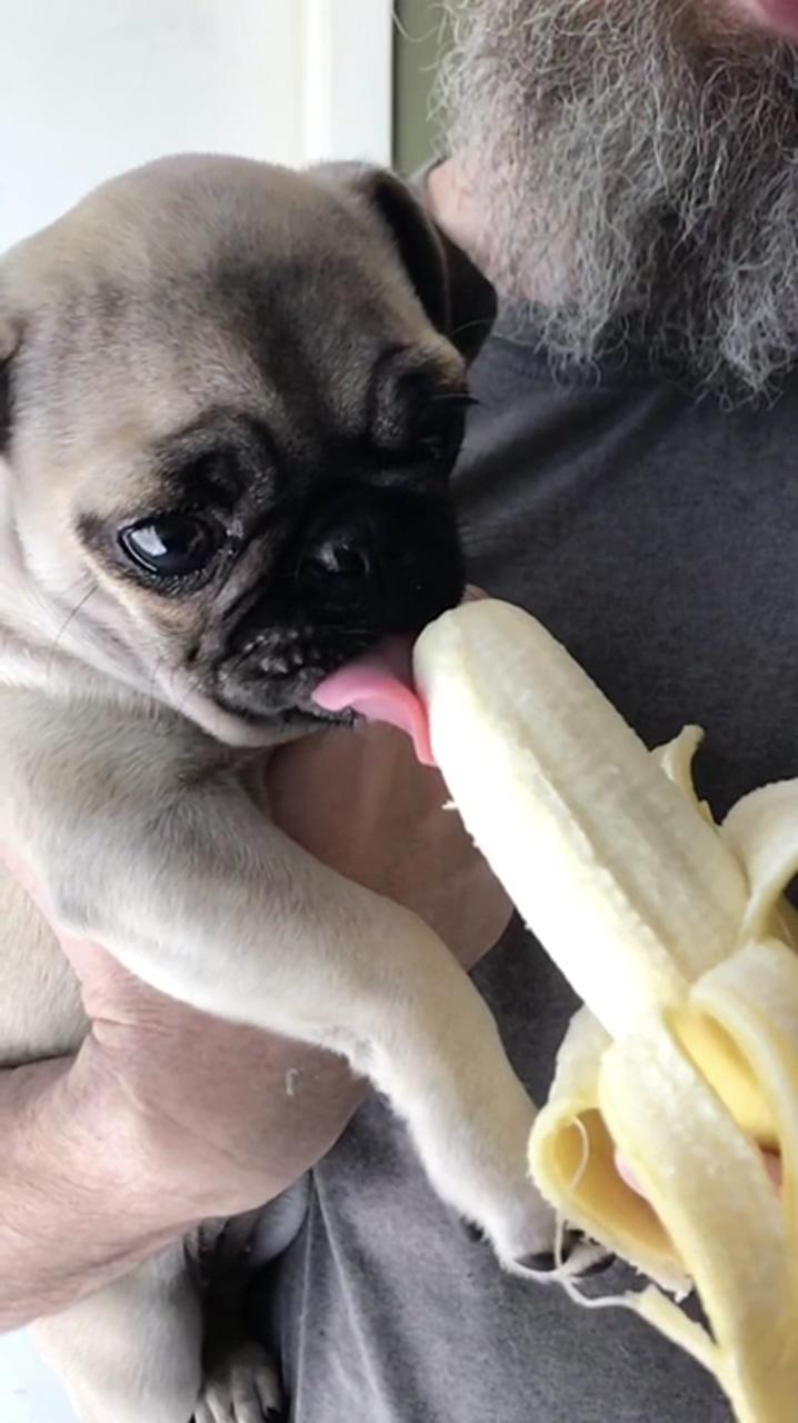 If you give a pug a banana; cute baby pugs