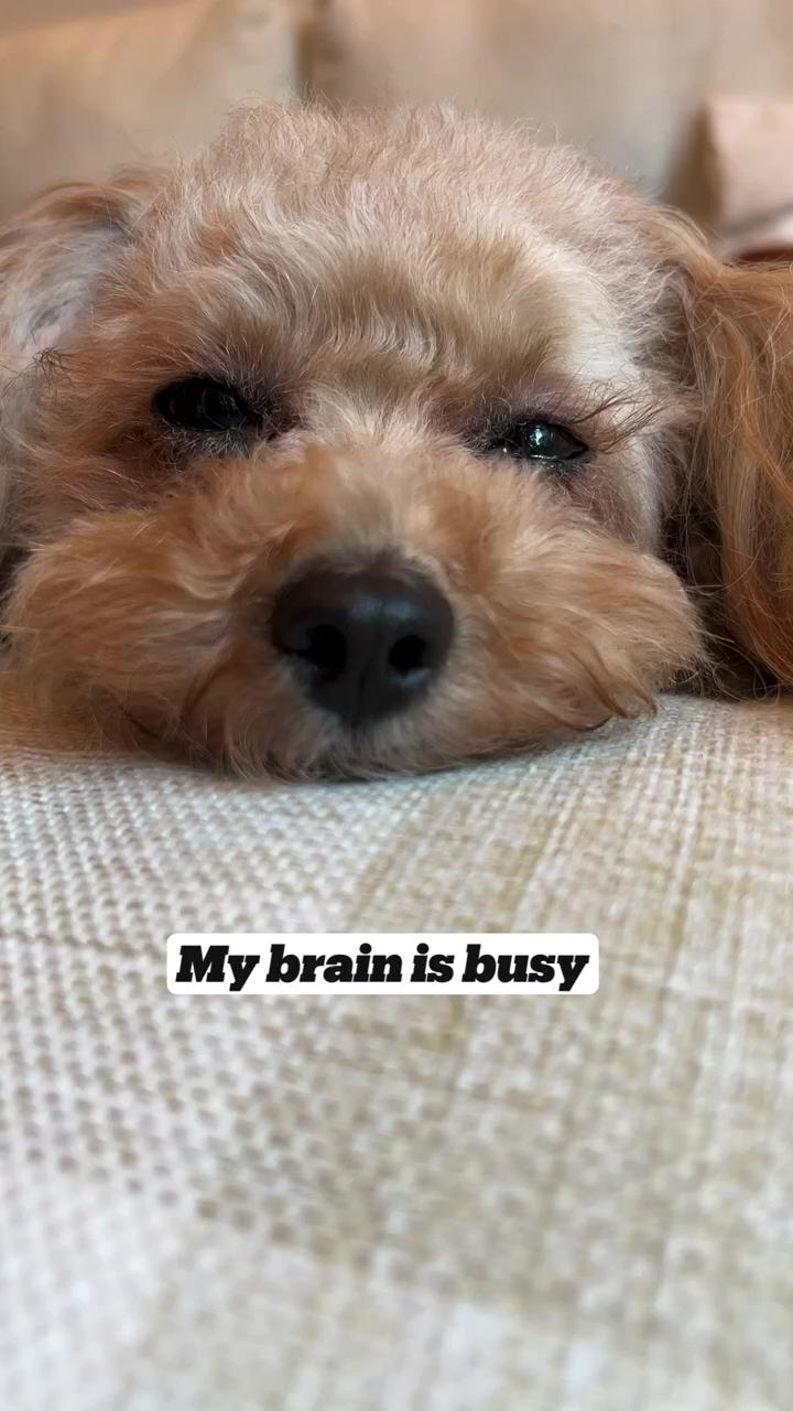 I'm not lazy | funny dog memes