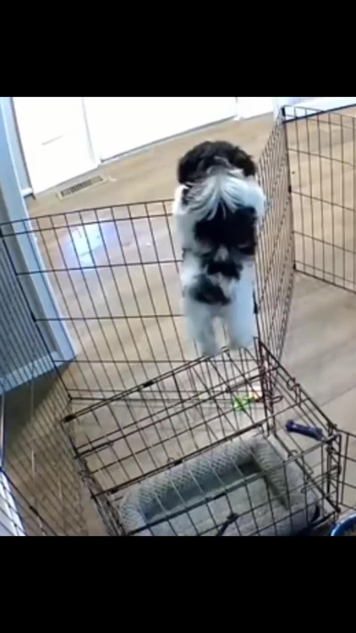 Intelligent puppy spectacular prison break; cute wild animals