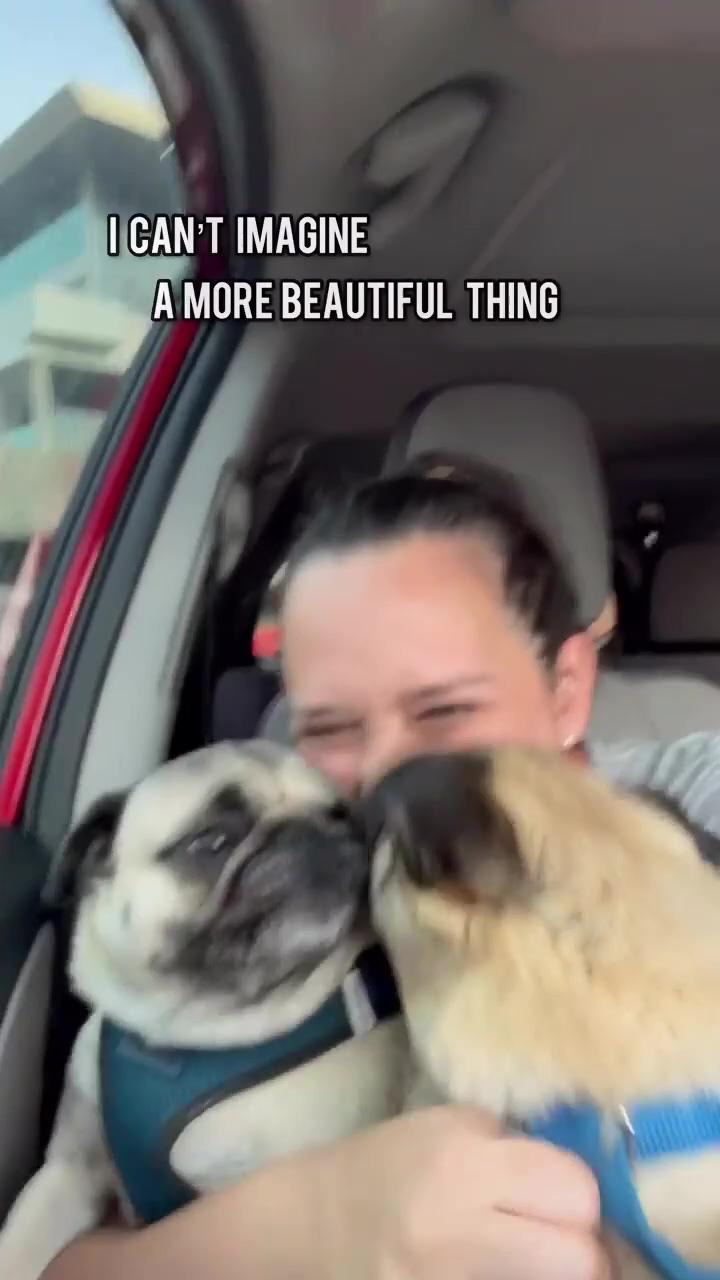 Is this trend corny yet  
if you love pug follow us 
#pug #pugs #pugvideos | cute funny dogs