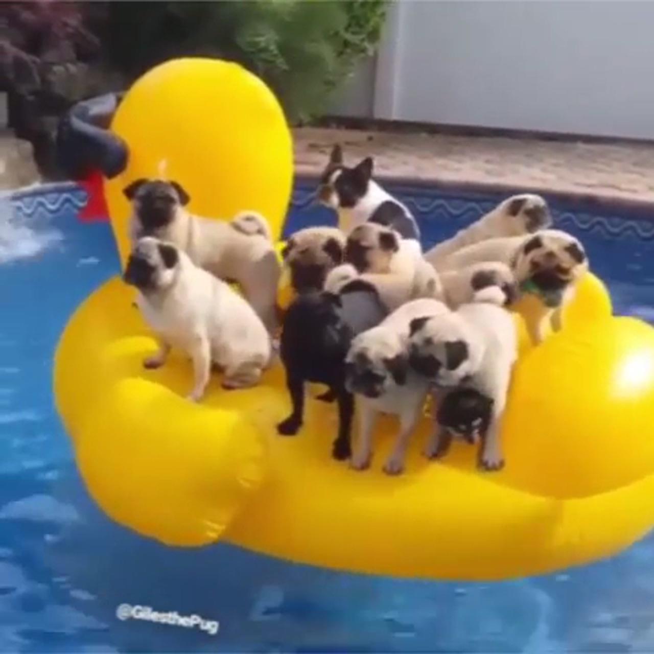 It's friday whose ready to pawty  | cute puppies
