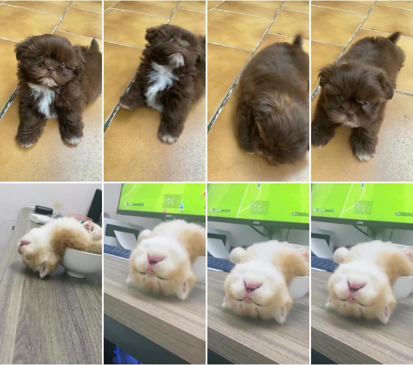 Its nap time ; cute fluffy dogs