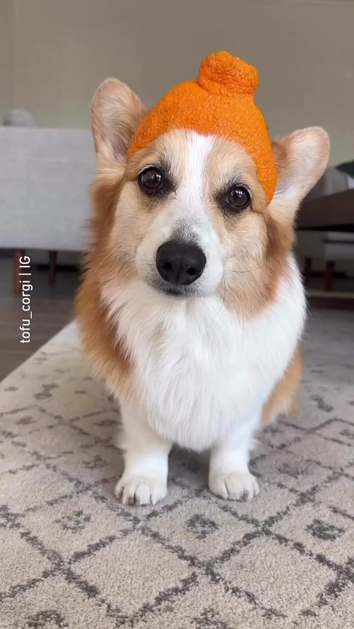 It's pawfect for her | corgi being lazy 