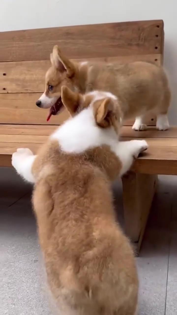 It's too hard for corgi puppy  | a war between japanese and british
