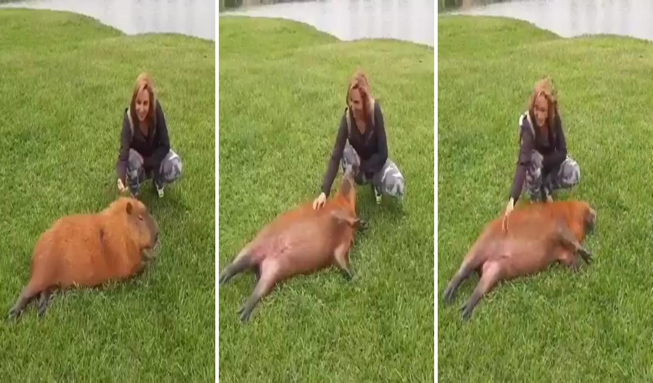 Just a #capybara enjoying some petting more than expected | cute creatures