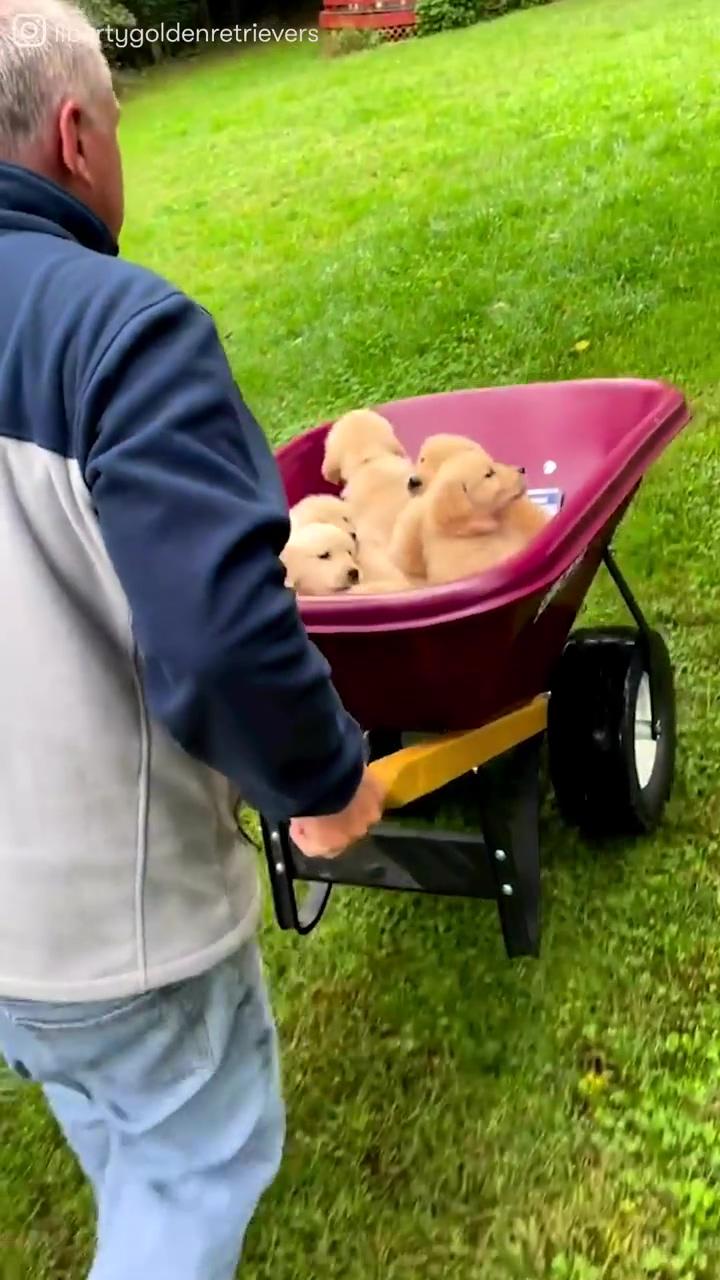 Just a wheelbarrow full of golden retriever puppies | goat and dog
