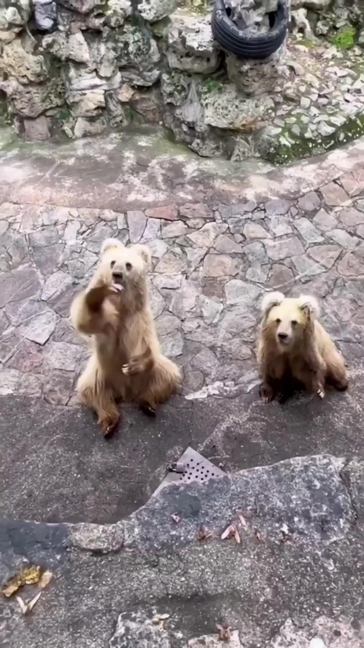 Just because this makes us happy; bears