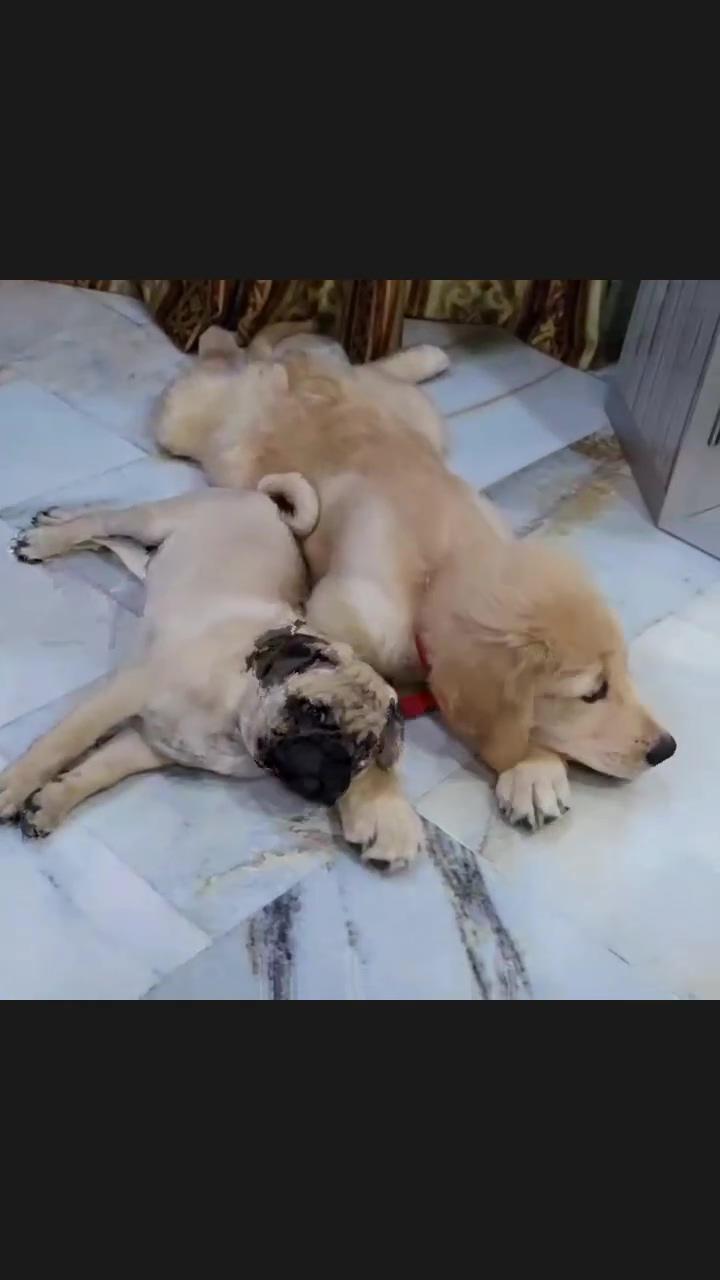 Just like tom and jerryalways fighting but inseparable  | slow motion pug puppy eating