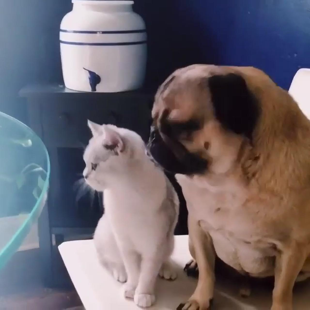 Kitty and doggy buddies just hanging out; jumpscares from mops