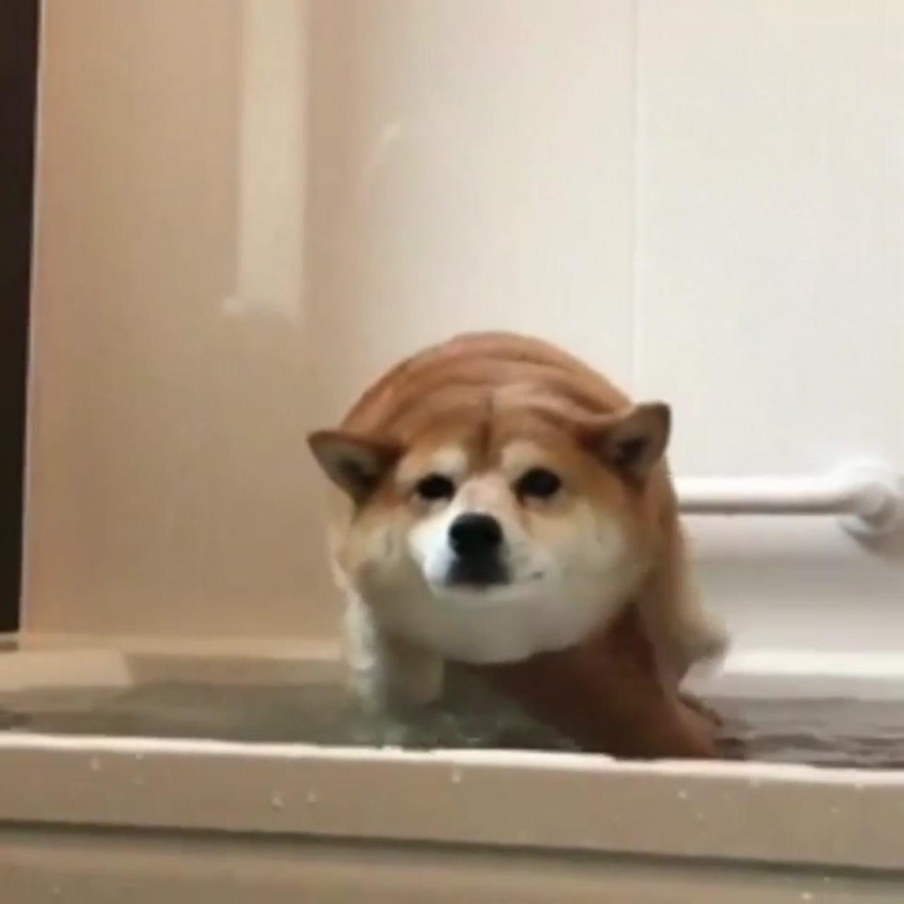 Ladies and gents, a shiba inu being lowered into a bathtub; cute funny animals