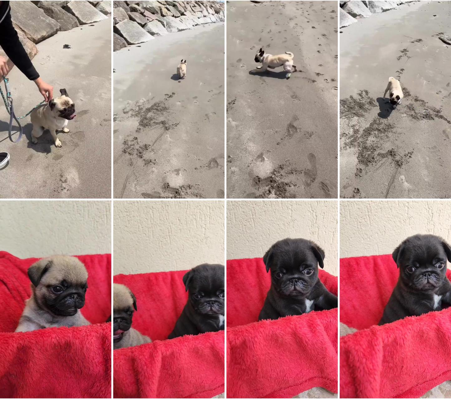 Laugh-out-loud pug puppy zoomies: lightning-fast dash of hilarious energy unleashed ; adorable pug puppies playing with mom in their dog bed 