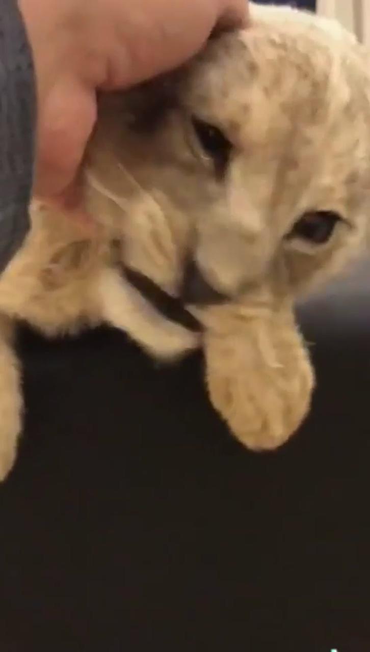 Lion cub cutest roar; cute animal videos