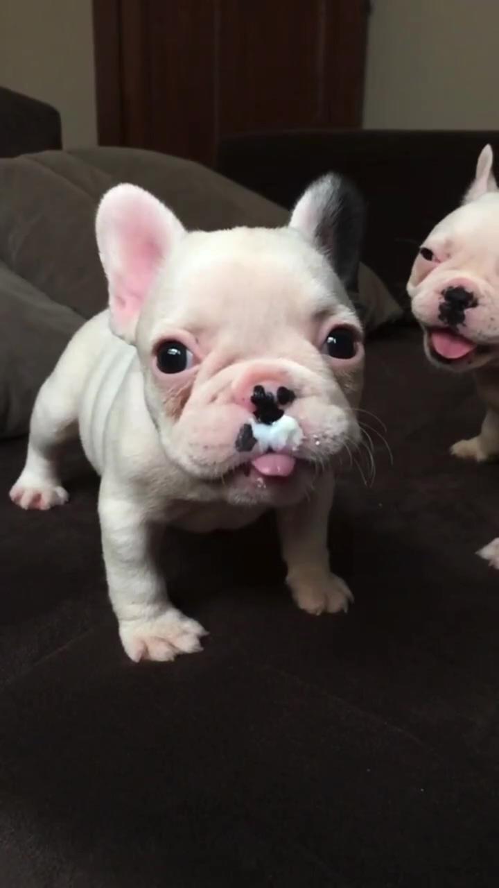 Look at this cutie ; cute bulldog puppies